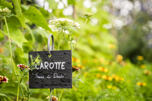 Gelbe Karotte aus dem Doubs