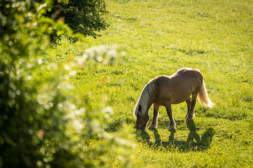 Mathurin - horse