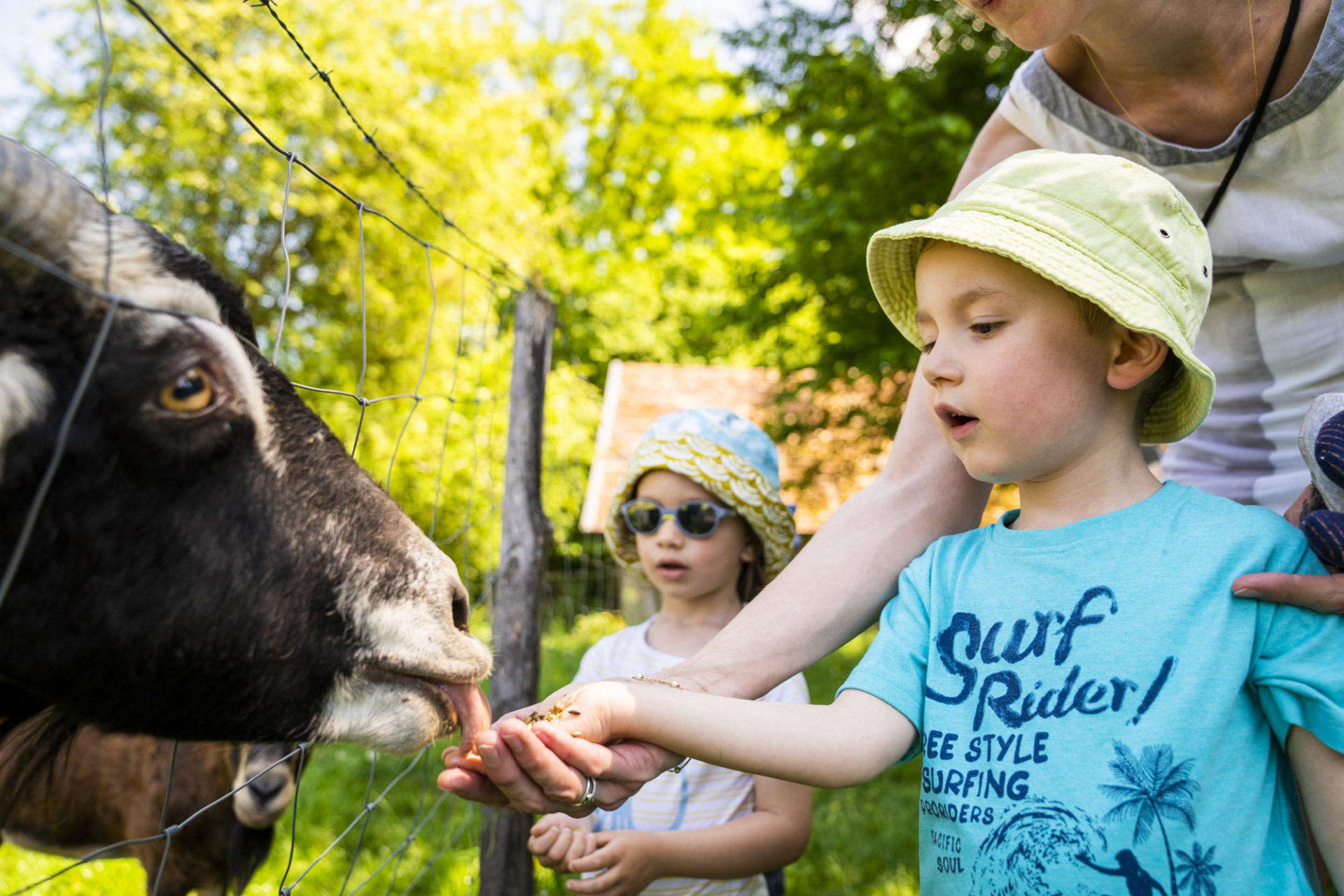 Feeding of the animals