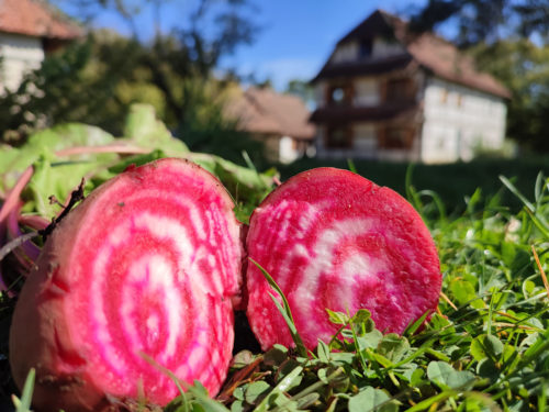 Festin de plantes