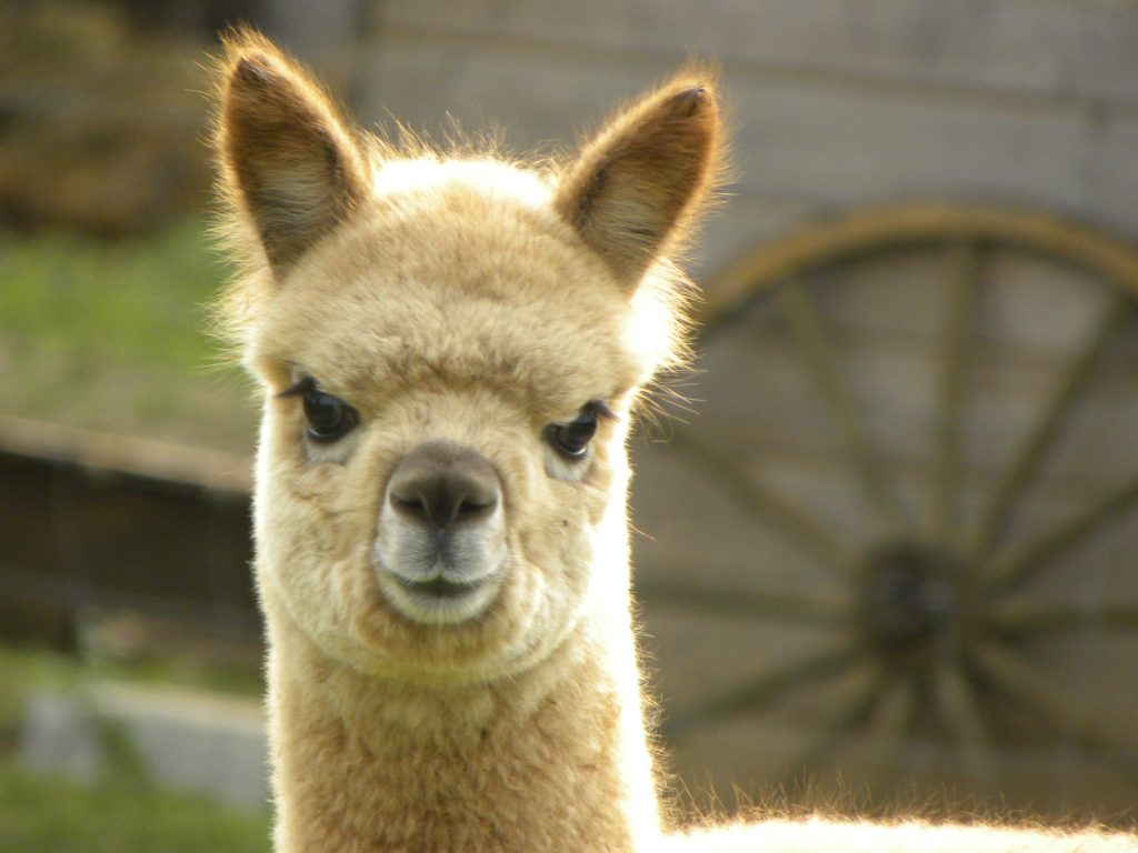 Lama alpaga